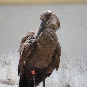 Hammerkop