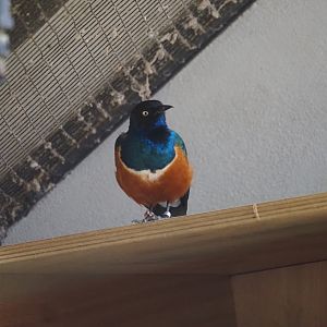 Superb Starling
