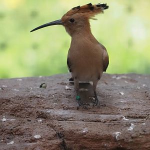 Eurasian Hoopoe 1