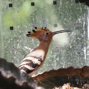 Eurasian Hoopoe 2
