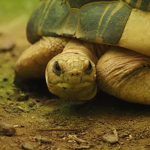Radiated Tortoise