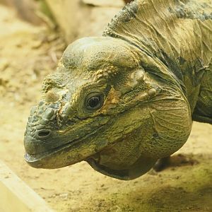Rhinoceros Iguana