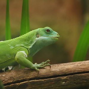 Fiji Banded Iguana