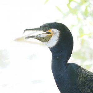 Great Cormorant (Wild)
