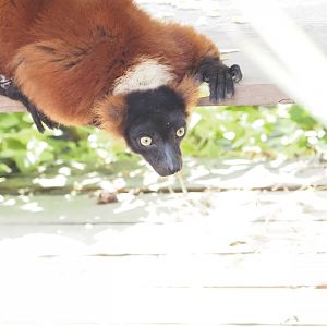 Red-Ruffed Lemur