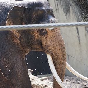 Asian Elephant 1