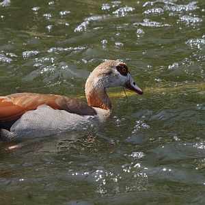Egyptian Goose (Wild) 2