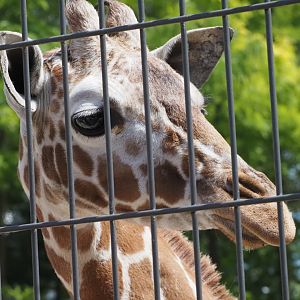 Reticulated Giraffe 1