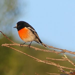 Tasmanian Scarlet Robin (Petroica boodang leggii)