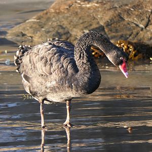 Black Swan (Cygnus atratus)