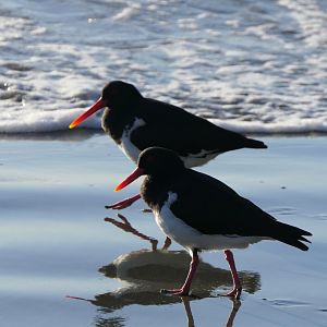 Australian Pied Oystercatcher (Haematopus longirostris)