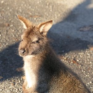 Bennett's Wallaby (Notamacropus rufogriseus rufogriseus)
