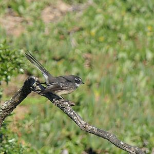 Tasmanian Grey Fantail (Rhipidura albiscapa albiscapa)