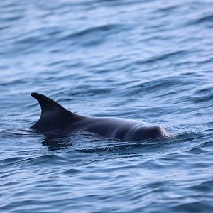 Dwarf Sperm Whale (Kogia sima)