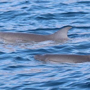 Dwarf Sperm Whale (Kogia sima)