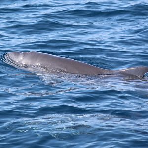 Dwarf Sperm Whale (Kogia sima)