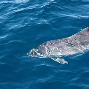 Dwarf Sperm Whale (Kogia sima)