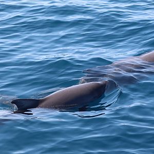 Dwarf Sperm Whale (Kogia sima)