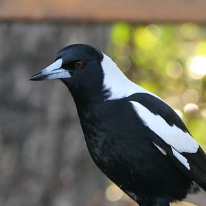 Tasmanian Magpie (Gymnorhina tibicen hypoleuca)