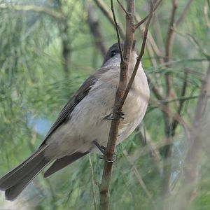 Tasmanian Golden Whistler (Pachycephala pectoralis glaucura)