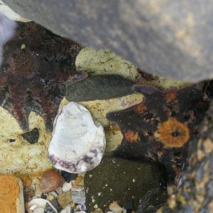 Eight-armed Seastar (Meridiastra calcar)