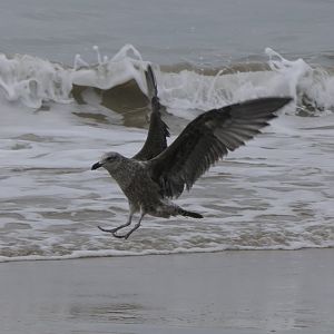 Kelp Gull (Larus dominicanus dominicanus)