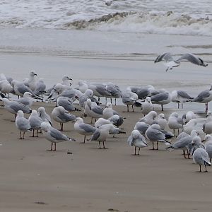 Australian Silver Gull (Chroicocephalus novaehollandiae novaehollandiae)