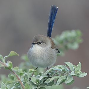 Tasmanian Superb Fairywren (Malurus cyaneus cyaneus)