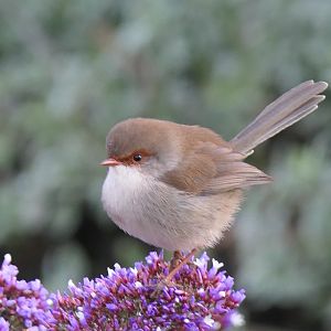 Tasmanian Superb Fairywren (Malurus cyaneus cyaneus)