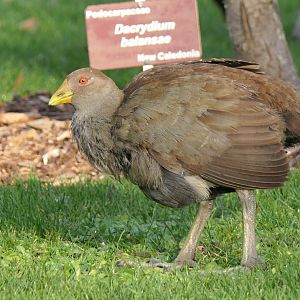 Tasmanian Nativehen (Tribonyx mortierii)