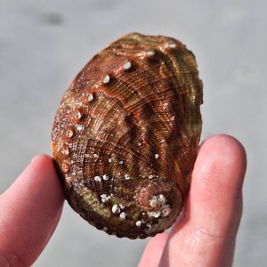 Blacklip Abalone (Haliotis rubra) shell