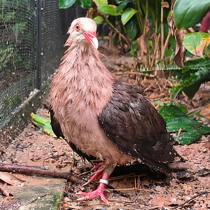 Pink Pigeon (Nesoenas mayeri)