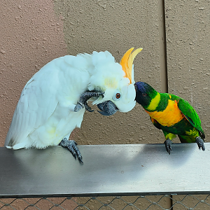 "Interspecies Shenanigans"