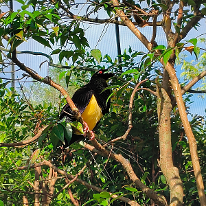 Twelve-Wired Bird-of-Paradise (Seleucidis melanoleucus)