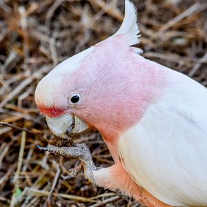 Pink Cockatoo