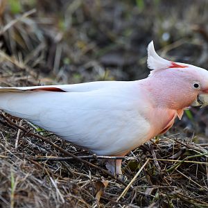 Pink Cockatoo