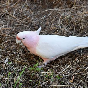 Pink Cockatoo