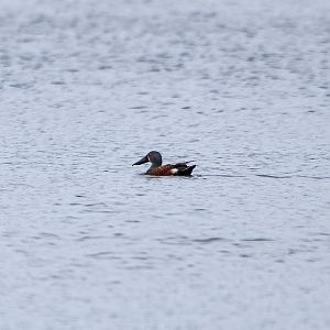 Australasian Shoveler