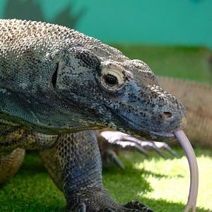 Komodo Dragon - Darling Downs Zoo