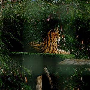 Serval - Darling Downs Zoo