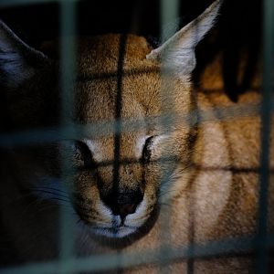 Caracal - Darling Downs Zoo