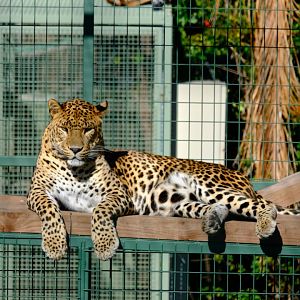 Sri Lankan Leopard - Darling Downs Zoo