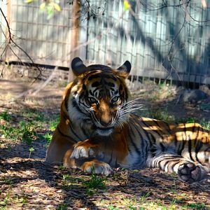 Sumatran Tiger - Darling Downs Zoo