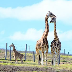 Ivy / Tulip / Lily - Darling Downs Zoo