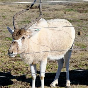 Addax - Darling Downs Zoo