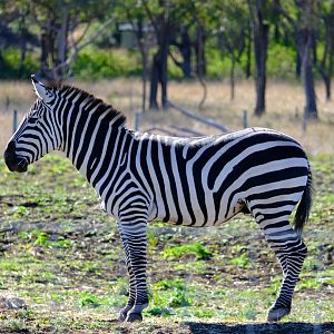 Zebra - Darling Downs Zoo