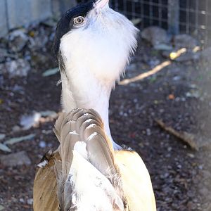 Australian Bustard - Darling Downs Zoo