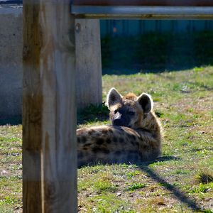 Spotted Hyena - Darling Downs Zoo