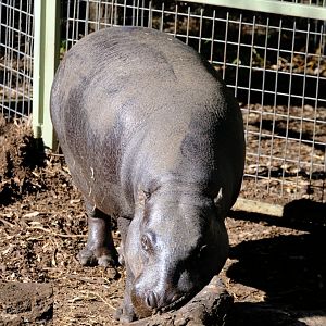 Pygmy Hippopotamus - Darling Downs Zoo