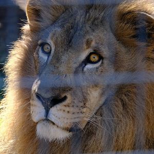 African Lion - Darling Downs Zoo